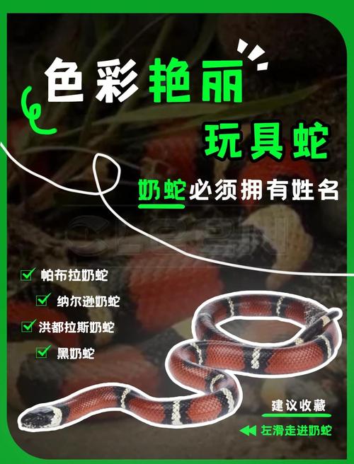 女人养公蛇好还是母蛇,公蛇母蛇哪个好?颜色性情看母,选蛇看喜好条件 女人养公蛇好还是母蛇,公蛇母蛇哪个好?颜色性情看母,选蛇看喜好条件