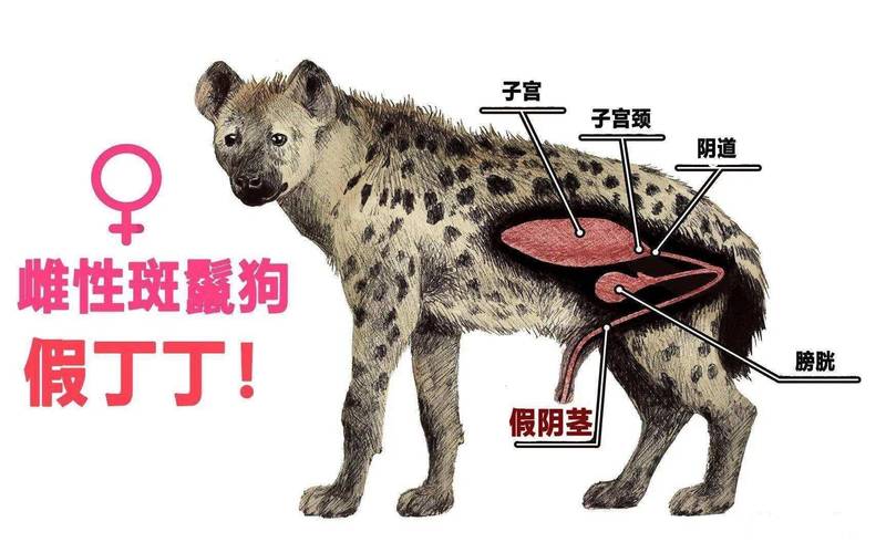 公犬的生殖结构图示，了解它的秘密