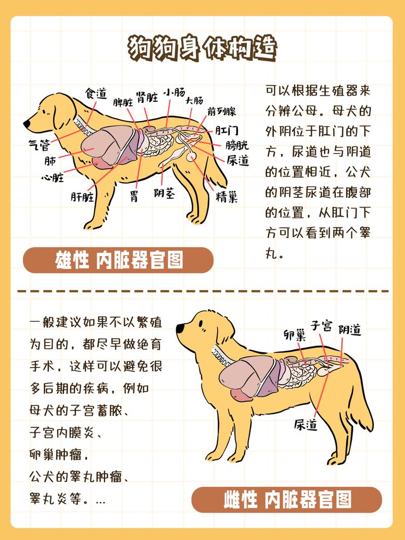 公犬的生殖结构图示，了解它的秘密