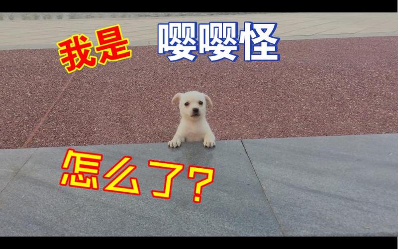想进屋的小狗是个嘤嘤怪，门口小狗总嘤嘤嘤？快抱抱它！