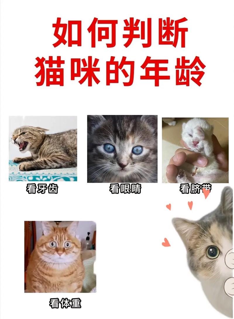 猫猫六岁了是不是老猫了，6岁猫正壮年，科学养它更健康！