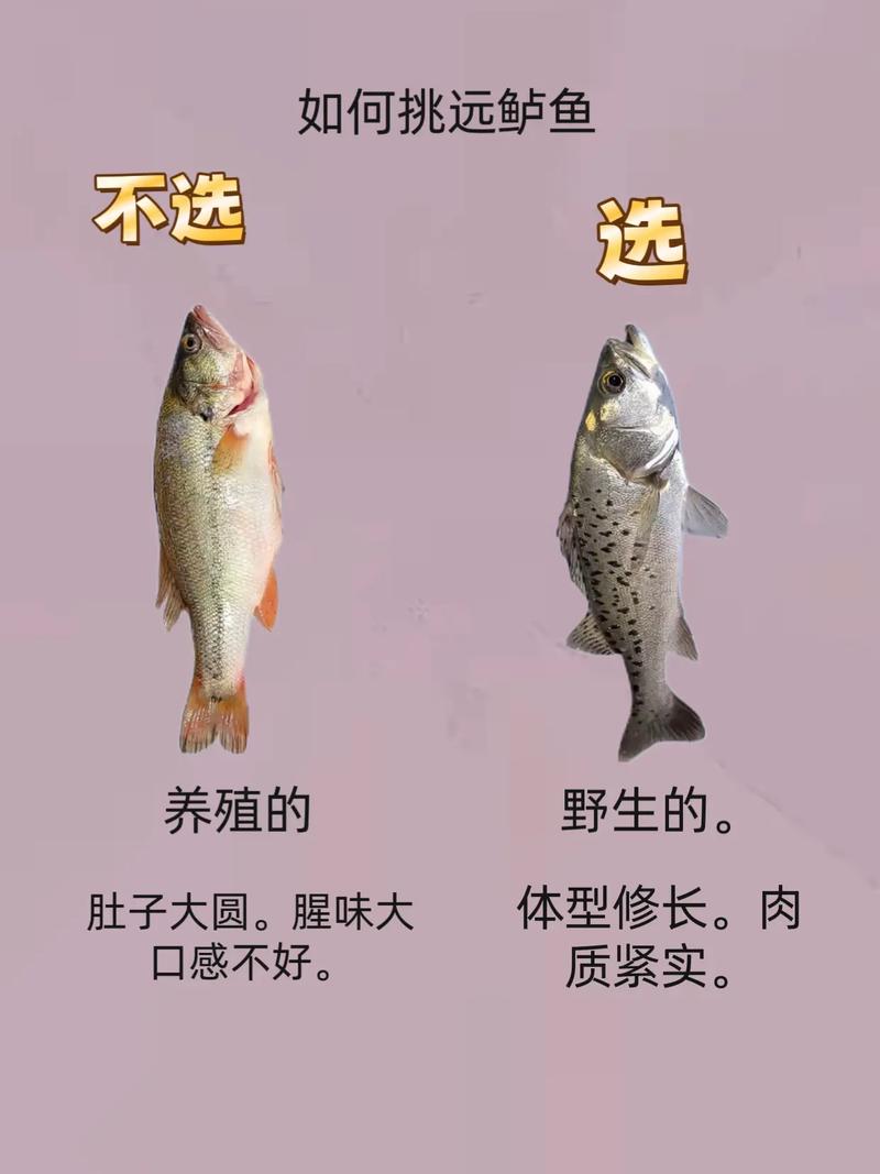 鲈鱼和鲫鱼哪个营养高，鲈鱼鲫鱼哪个好？营养对比及食用建议