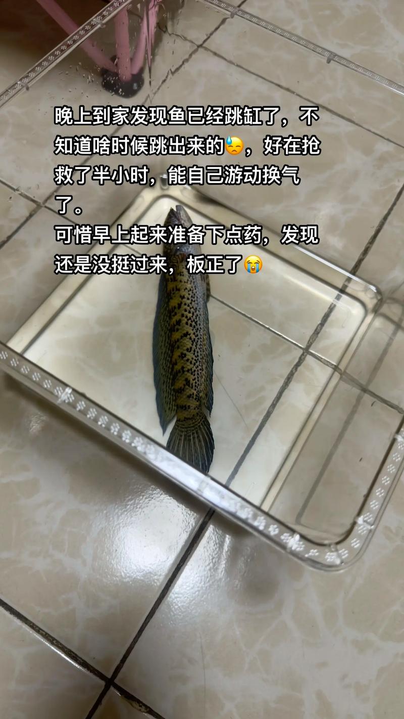 家中养的鱼老从鱼缸跳出,金鱼跳缸咋回事?缺氧吓到水脏太挤了 家中养的鱼老从鱼缸跳出,金鱼跳缸咋回事?缺氧吓到水脏太挤了