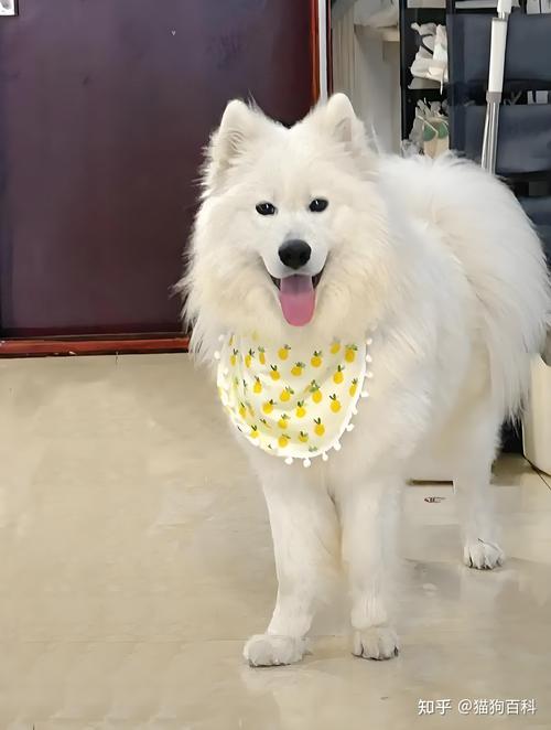 知乎图案是狗吗，知乎吉祥物，智慧狗狗