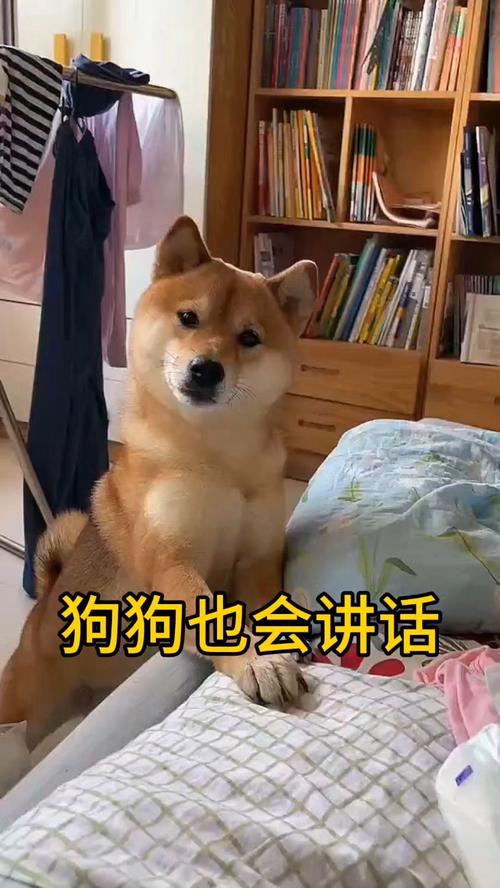 养只可以对话的狗狗太好玩了,会说话的狗狗本,超有趣互动游戏! 养只可以对话的狗狗太好玩了,会说话的狗狗本,超有趣互动游戏!