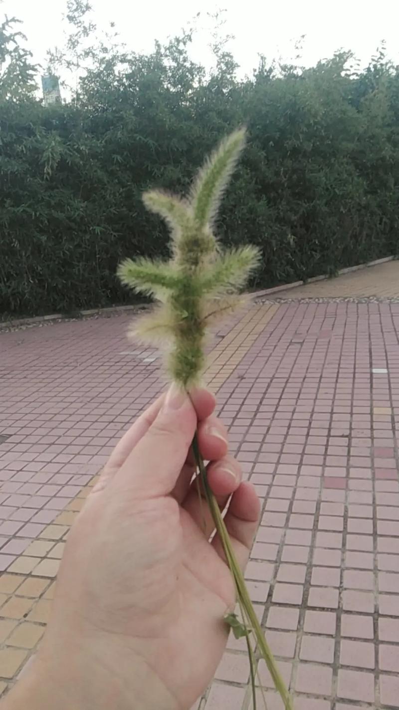 狗尾巴草能喂兔子吗,野草香不等于能喂,哪些能吃哪些不能吃? 狗尾巴草能喂兔子吗,野草香不等于能喂,哪些能吃哪些不能吃?