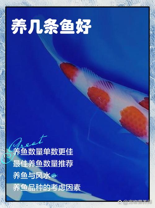 养了9条鱼需要多少条清洁鱼，养清道夫算鱼吗？鱼缸清洁工，新手看过来！