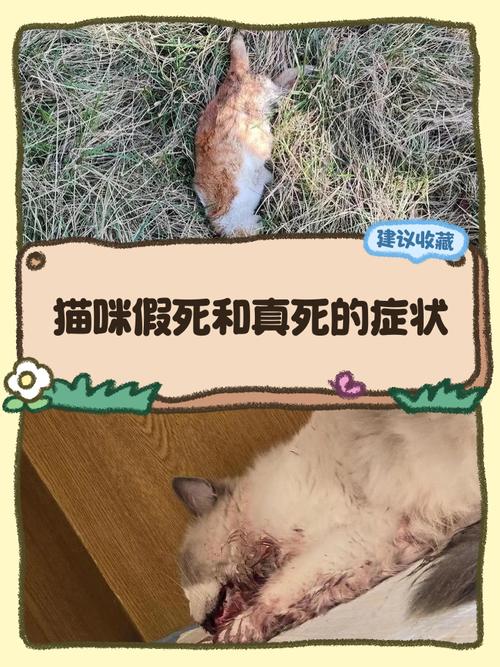 幼猫一切正常突然死亡，幼猫突然死亡原因多，主人需留心观察