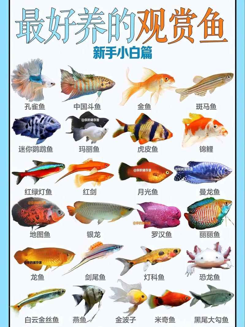 小缸养一只鱼适合养什么，小缸养鱼选对品种，皮实好看易打理