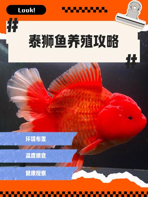 45鱼缸能养几条泰狮，泰狮金鱼小缸养法与注意事项