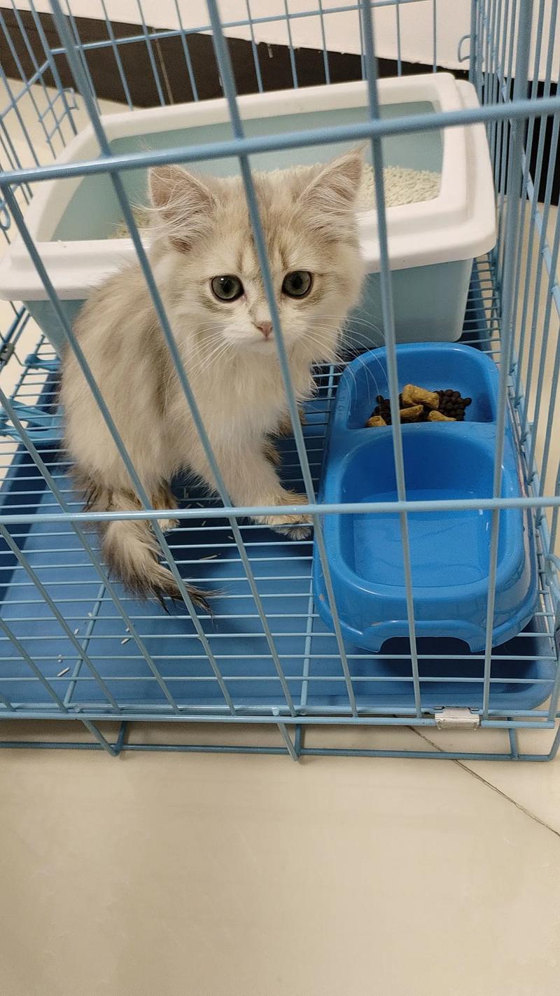 幼猫关笼子里一直叫,猫咪关笼叫唤怎么办?试试这几招! 幼猫关笼子里一直叫,猫咪关笼叫唤怎么办?试试这几招!