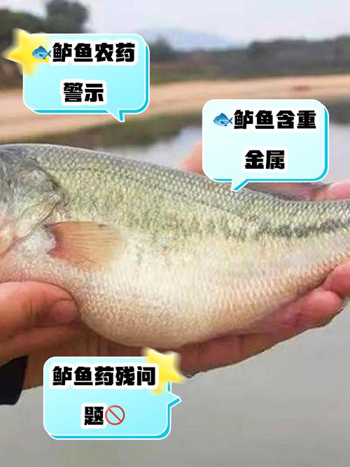 加州鲈鱼为何不建议吃，警惕鱼中污染与残留，健康饮食需适量且选源