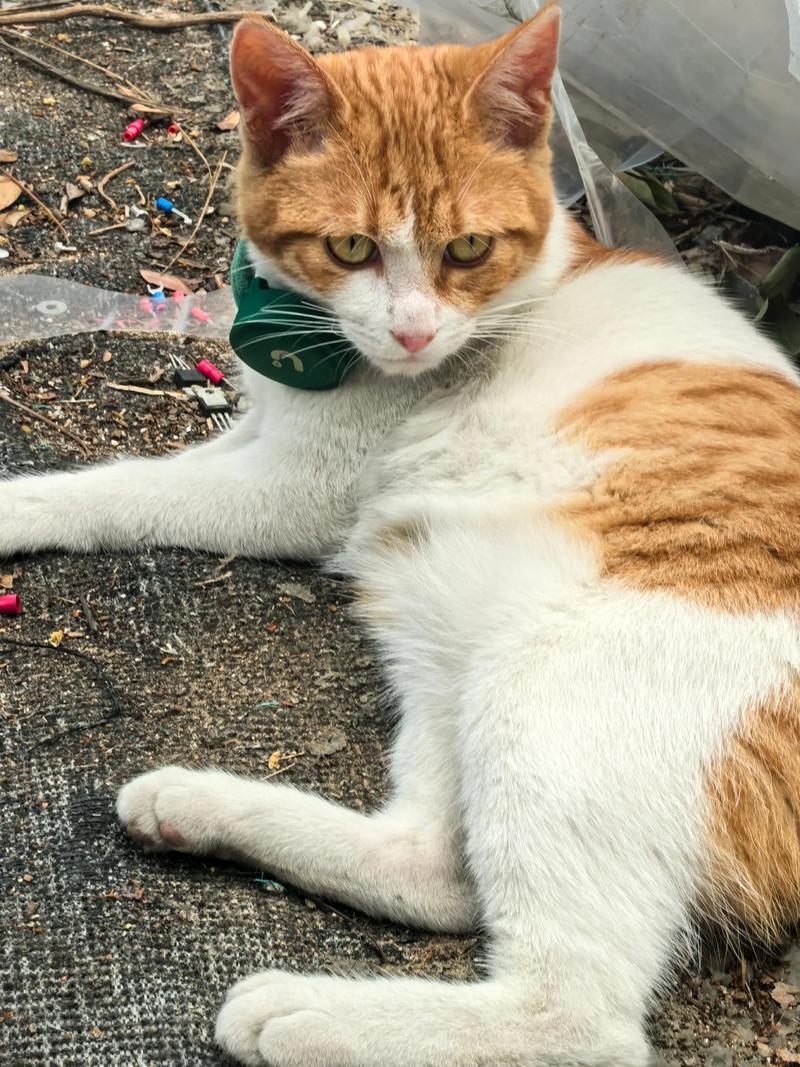 公猫跑丢了会自己回家吗，猫咪时而冷淡时而粘人，走丢后能否回家看性格和运气