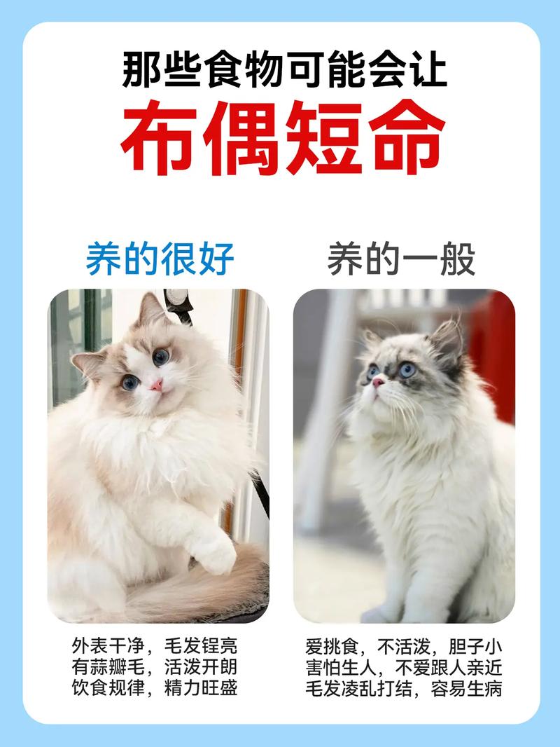 杨了好几年的猫不想养了怎么办，养猫遇难题？分养零食耐心等，别乱扔，生病早发现