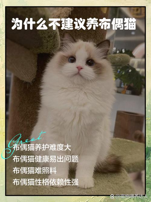 结婚了为什么不能养两只猫，养猫一只好还是多只好？经济条件决定！