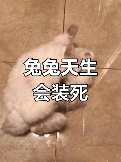 兔子死后会怪主人吗，兔子死了别难过，好好照顾它就挺好