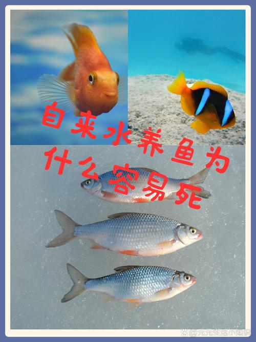 我不养鱼的原因，客厅放鱼缸风水讲究多，养鱼需谨慎