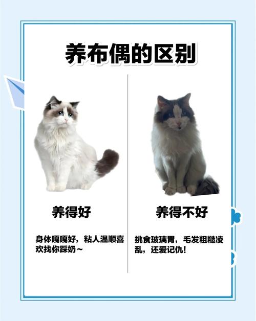 猫猫散养还是笼养,养猫放养还是关笼?看猫性子选方式! 猫猫散养还是笼养,养猫放养还是关笼?看猫性子选方式!