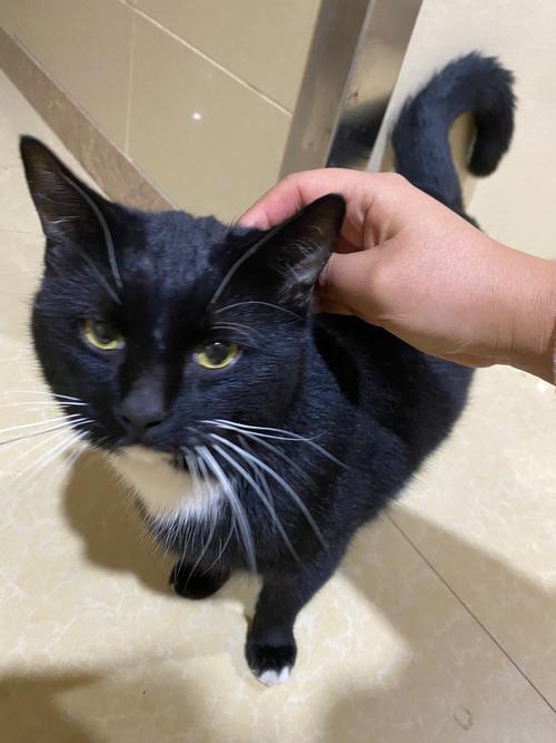 主人很久没回家猫会怎么样，猫咪黏人怕你离开，最多别留它两天！