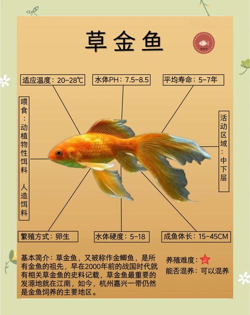 金鱼养一只好还是一对好,养金鱼单双数?看品种和鱼缸,健康快乐最重要! 金鱼养一只好还是一对好,养金鱼单双数?看品种和鱼缸,健康快乐最重要!