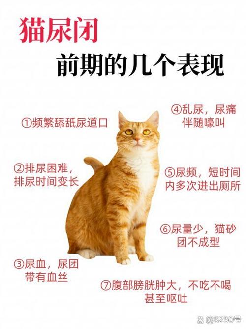 养的猫几天不叫怎么办，猫咪不叫怎么办？