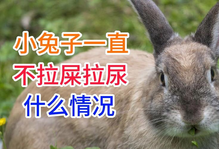 兔子的尿对人体的伤害,兔子尿液无害但需注意卫生防过敏 兔子的尿对人体的伤害,兔子尿液无害但需注意卫生防过敏