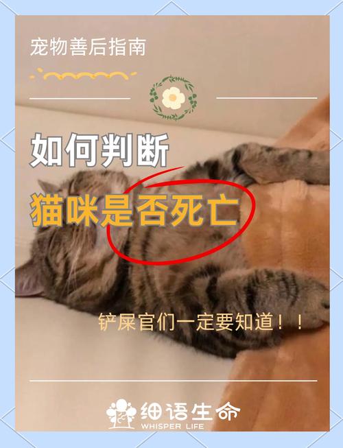猫死了白天埋还是晚上埋，白天埋猫好还是晚上埋猫好？主人心意最重要