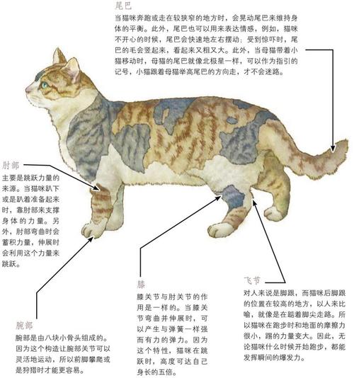 脂质代谢中的大猫小猫口诀，大猫小猫能量游戏