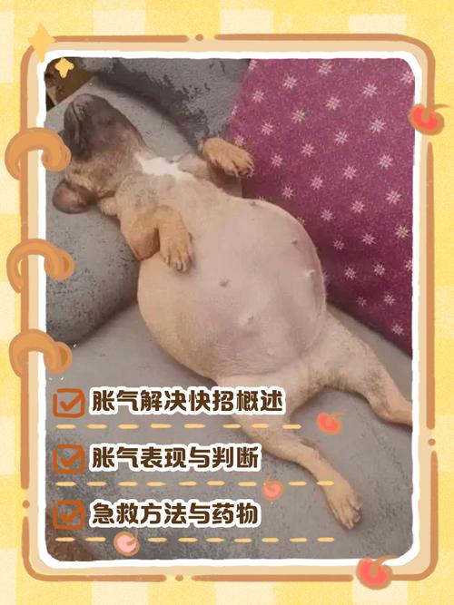 大狗的海绵体膨胀图片，狗狗海绵体尺寸与健康，大狗更长，注意检查，警惕肚子突然变大
