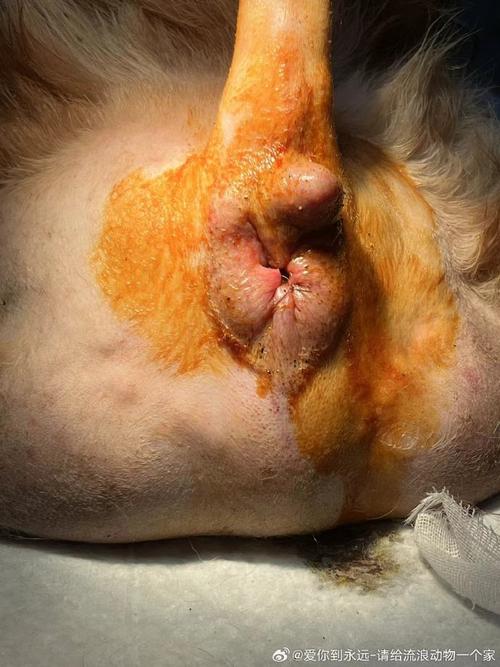 大狗的海绵体膨胀图片，狗狗海绵体尺寸与健康，大狗更长，注意检查，警惕肚子突然变大