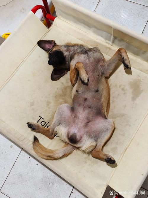 大狗的海绵体膨胀图片，狗狗海绵体尺寸与健康，大狗更长，注意检查，警惕肚子突然变大