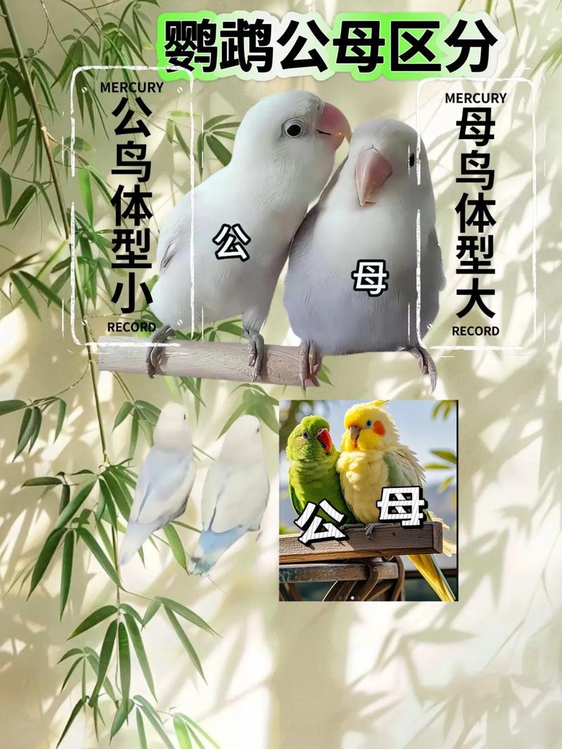 鹦鹉亲姐弟能繁殖吗，亲嘴交配孵蛋全过程