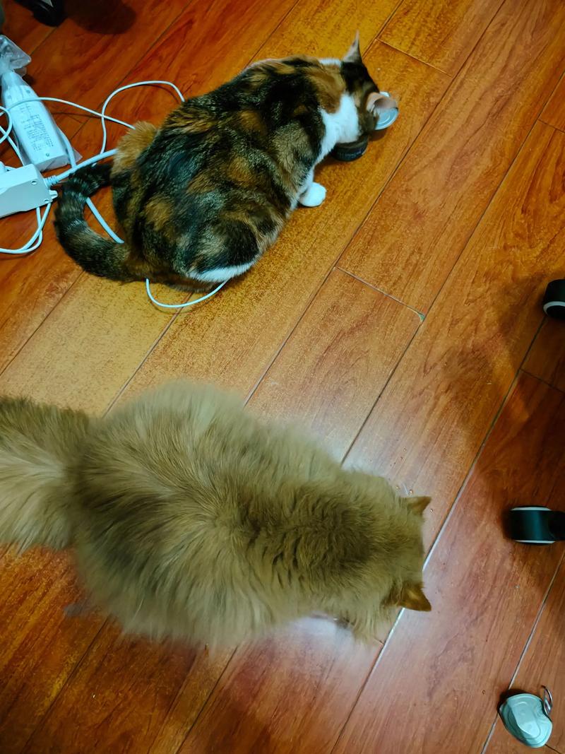 猫跑了多久会回家，猫咪跑丢怎么办？关好门，带芯片，家才是港湾！