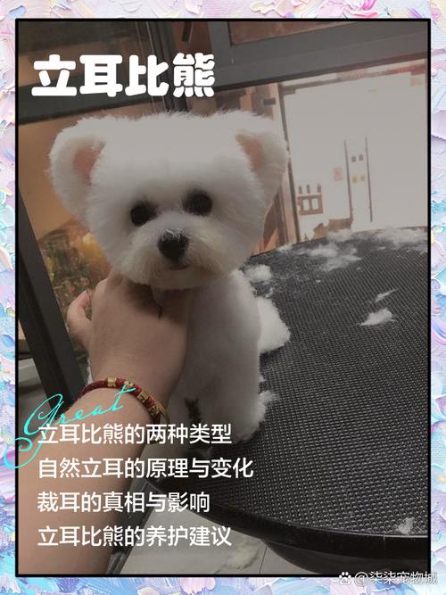 垂耳狗狗怎么养耳朵，清洁防病，立耳适量补钙