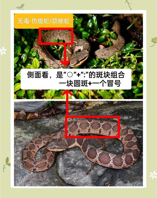 蛇杂交品种大全,杂交蛇太神奇!生出超特别宝宝,好看又珍贵 蛇杂交品种大全,杂交蛇太神奇!生出超特别宝宝,好看又珍贵