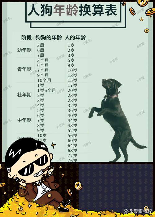 两年的小狗狗有多少岁啦,两岁狗狗饮食性格与养护小贴士 两年的小狗狗有多少岁啦,两岁狗狗饮食性格与养护小贴士