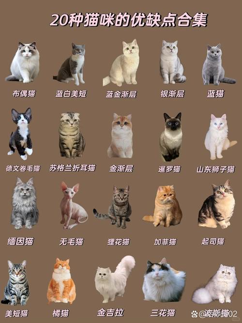 家里养20只猫犯法吗，北京王小姐养猫扰民败诉，法院判其搬猫赔偿