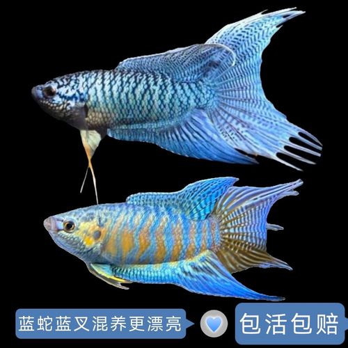 斗鱼混养最忌三种鱼，养鱼混养有讲究，别把打架鱼放一起