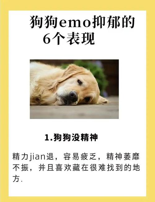 不小心压死一只狗心理负担很大，开车压死狗怎么办？缓解自责与处理后续