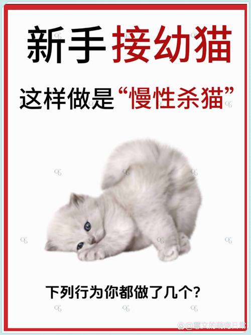 不会养猫就别养了，养猫责任大，别冲动！