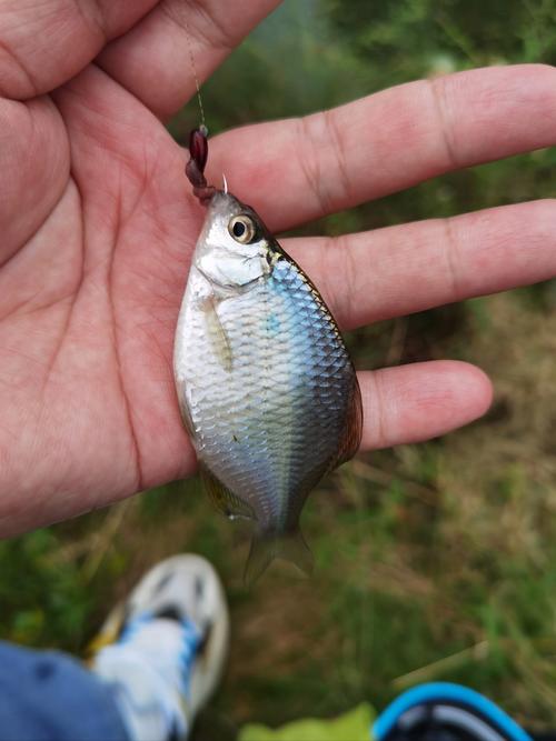 野生鳑鲏鱼能养活吗,家养野生鳑鲏鱼,水好活不了? 野生鳑鲏鱼能养活吗,家养野生鳑鲏鱼,水好活不了?