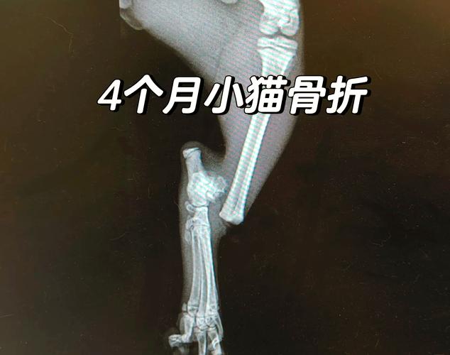 猫被撞断腿还能活吗，猫咪腿被车撞断怎么办？