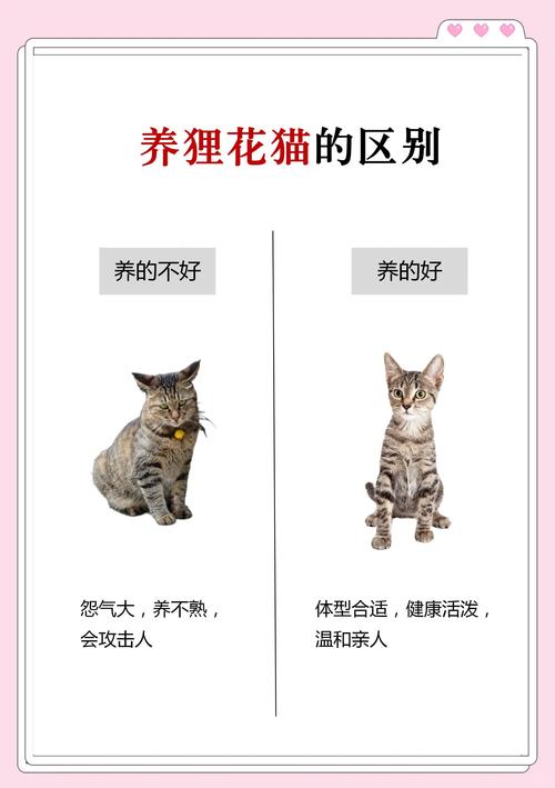家猫能不能扔出去放养,养猫放养还是圈养?安全舒适最重要! 家猫能不能扔出去放养,养猫放养还是圈养?安全舒适最重要!