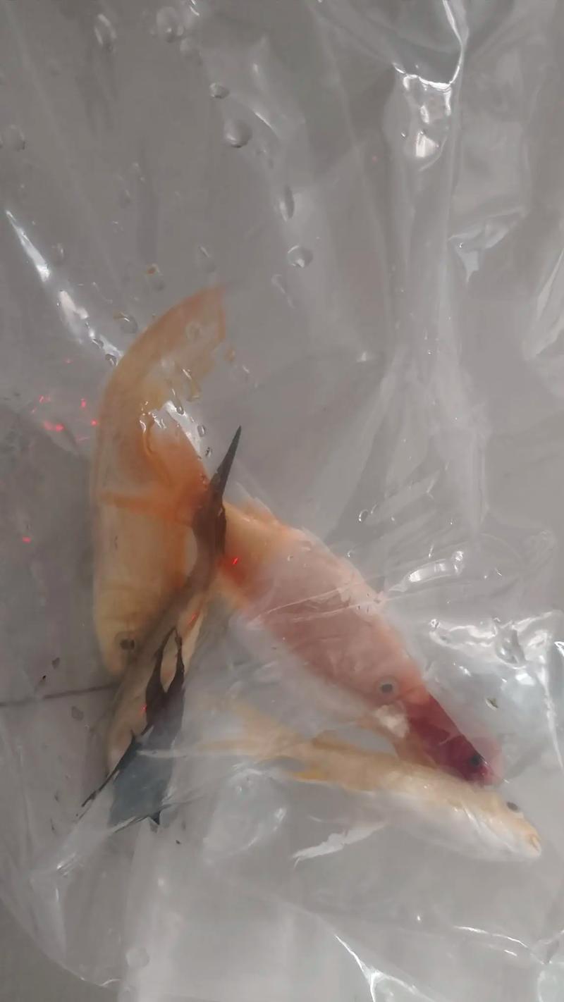 鳑鲏公鱼莫名死了，养鳑鲏鱼要细心，控好水温和喂食