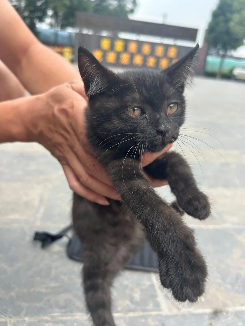 玄猫辟邪吗，黑猫吉凶？忠诚伙伴！