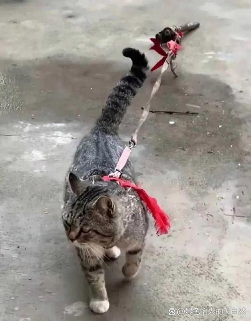 猫咪用绳子拴着养好吗，别老拴猫，它要自由玩！