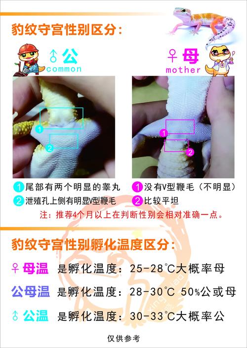 守宫几天喂一次,小守宫勤喂,长大减量,天冷少喂,虫子好 守宫几天喂一次,小守宫勤喂,长大减量,天冷少喂,虫子好
