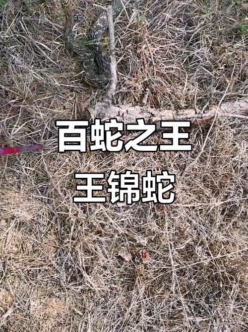 十几斤的大王蛇,秦岭无巨蟒,王锦蛇最大仅1米多 十几斤的大王蛇,秦岭无巨蟒,王锦蛇最大仅1米多