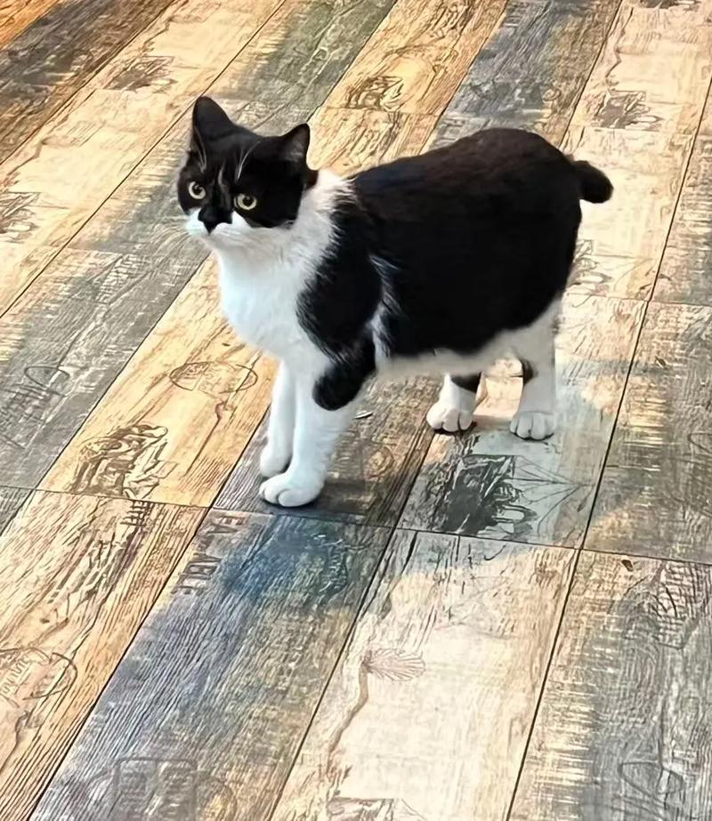 中国招财猫原型,招财猫原型三花猫,吉祥财富象征! 中国招财猫原型,招财猫原型三花猫,吉祥财富象征!