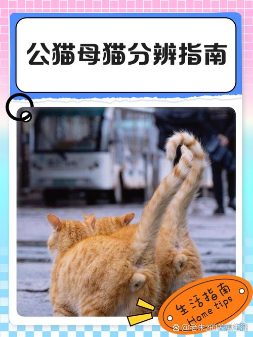 养公猫母猫哪一个好，公猫母猫怎么选？看喜好和生活方式！